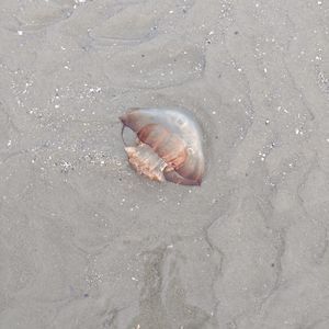 Meet your Posher, Jim-diane